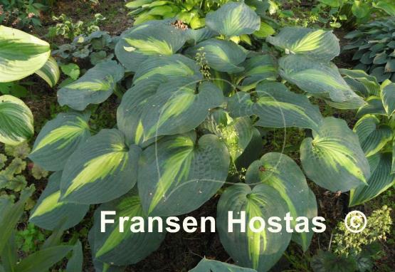 Hosta St. Paul